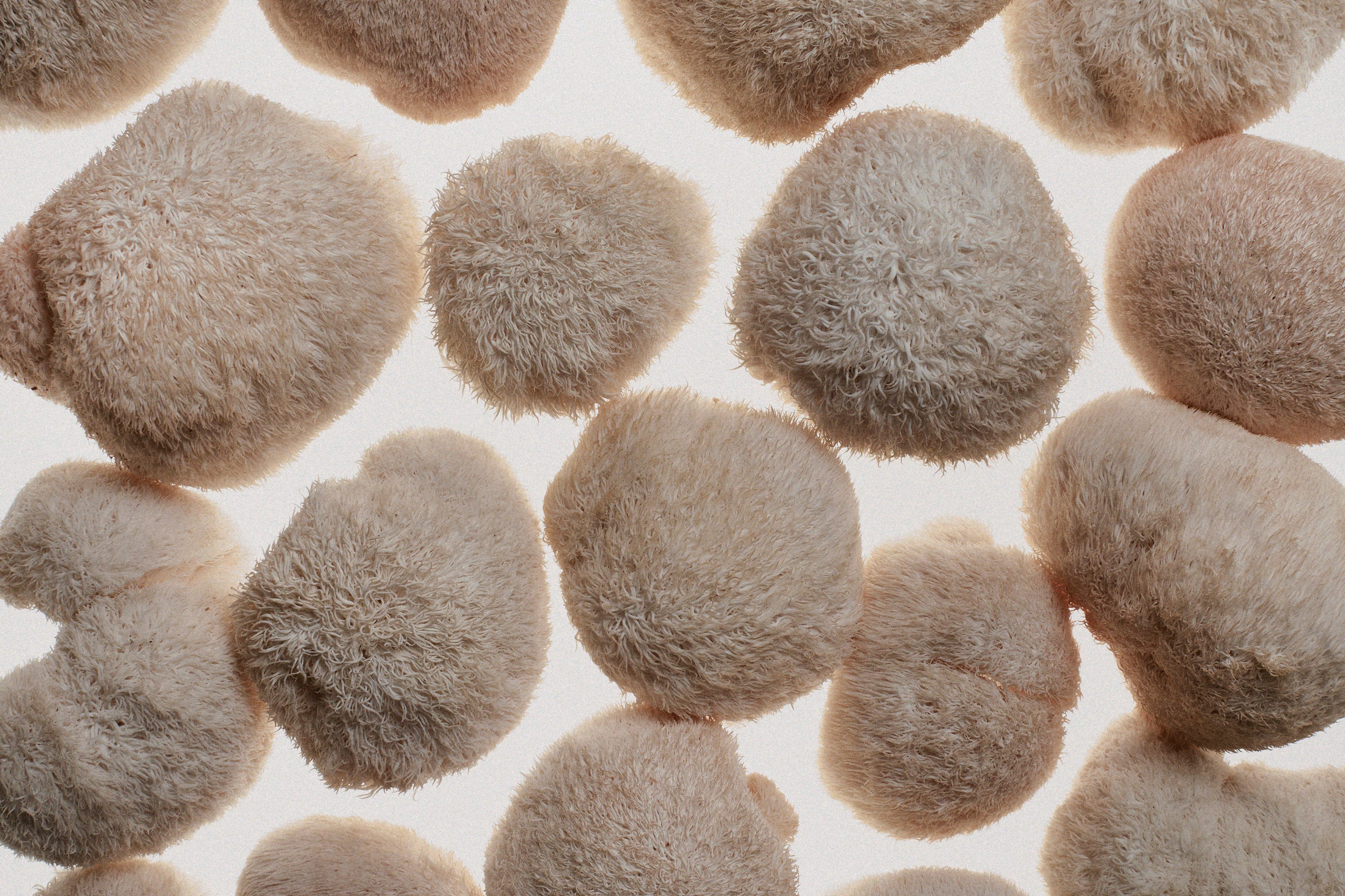 How Shumi's Lion's Mane Can Help Alleviate Chronic Inflammation