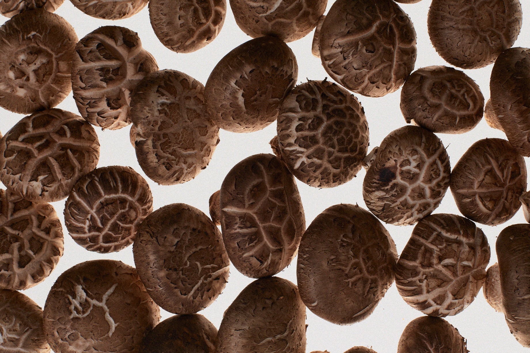 The distinction between medicinal and culinary mushrooms: a scientific perspective