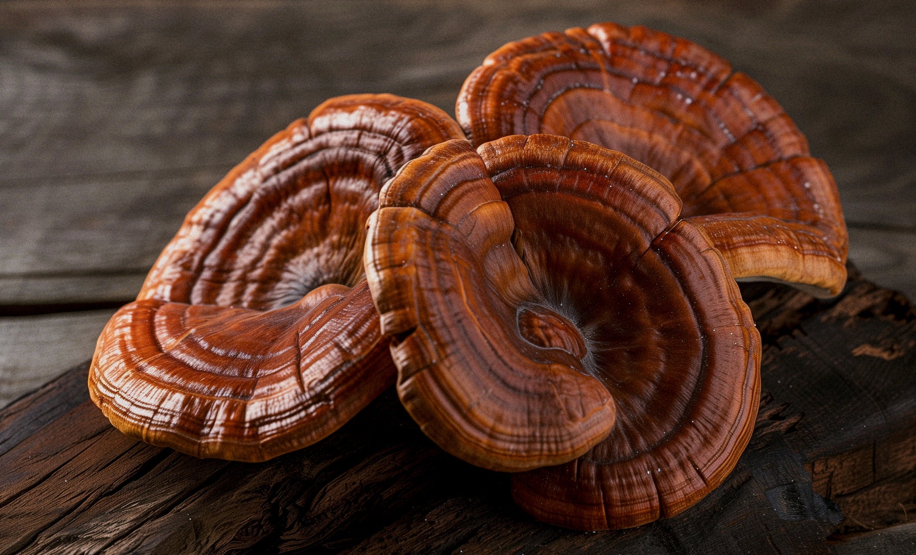 Does Reishi Mushroom Increase Testosterone?