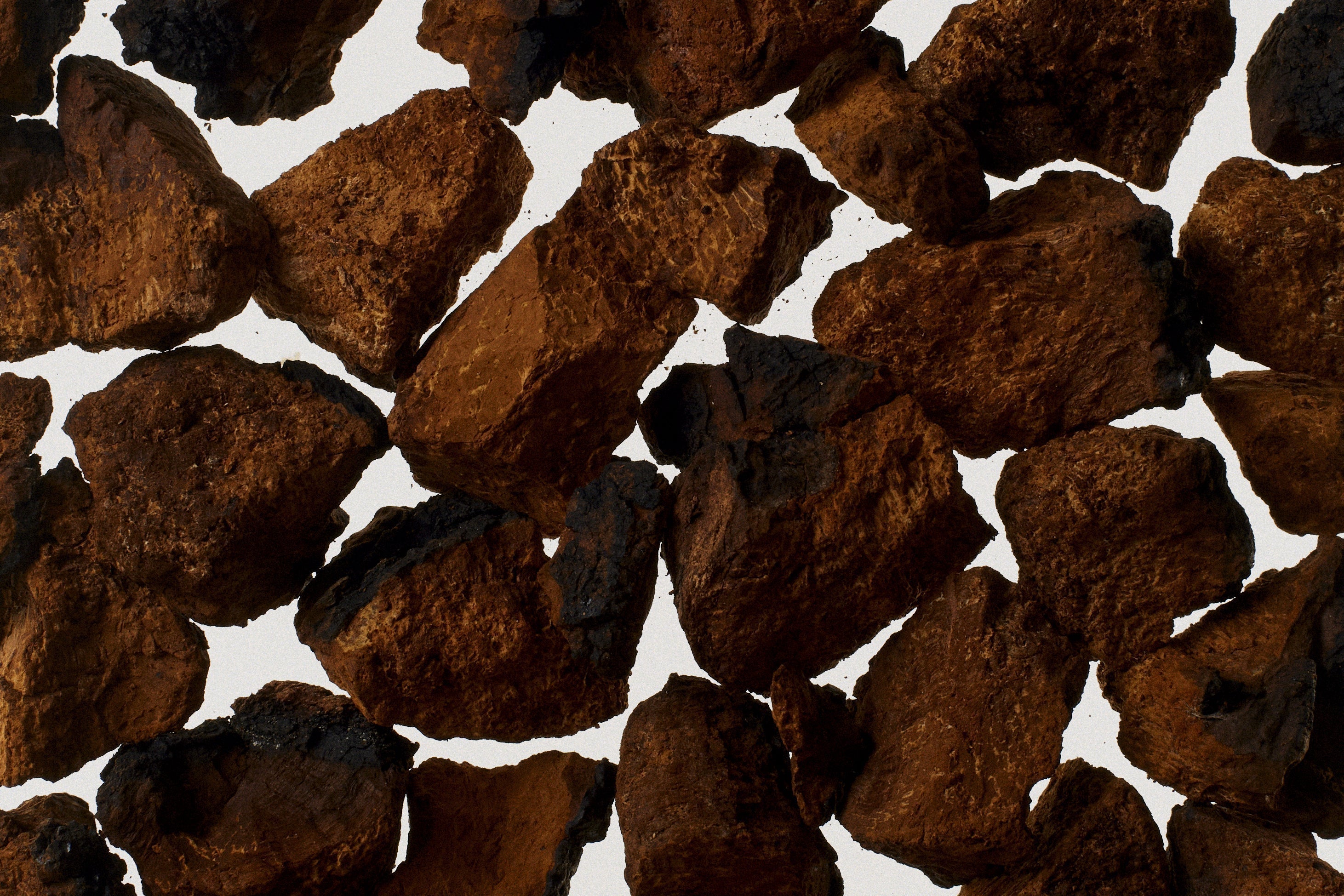 Decoding functional mushrooms: A Scientific Guide