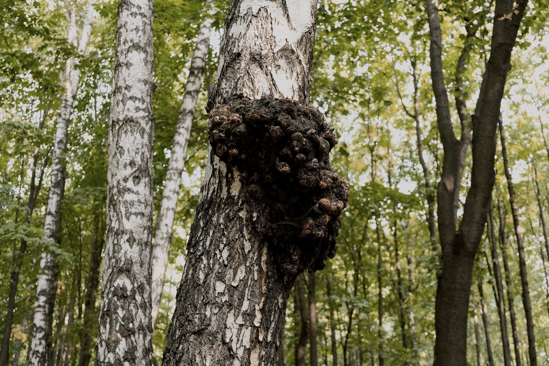 Sustainable Harvesting: The Journey of Shumi's Chaga from Arctic Finland to Your Home